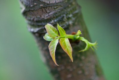 Cedrela sinensis - česnekovník čínský - list jaro